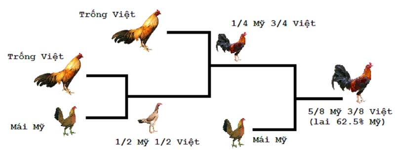 Bj88 phác họa cách phối giống gà đá