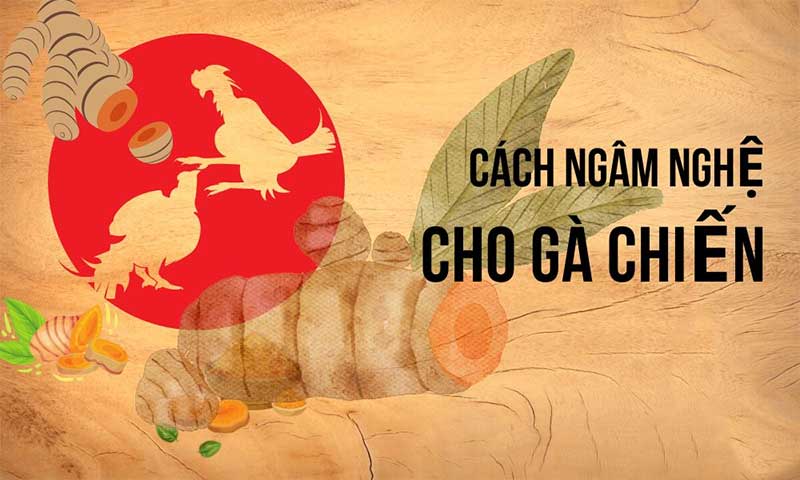 Bj88 chỉ cách sử dụng nghệ trong đá gà