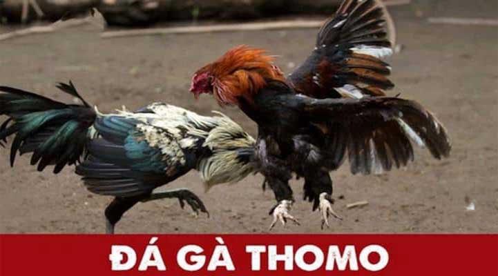 Bj88 giới thiệu Luật chơi cá cược đá gà Thomo