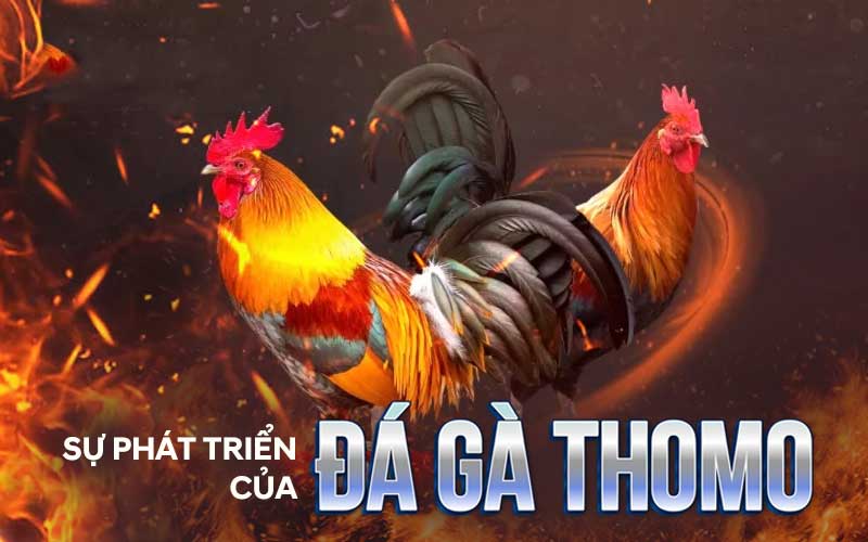 Sân trực tiếp đá gà Thomo chuyên nghiệp