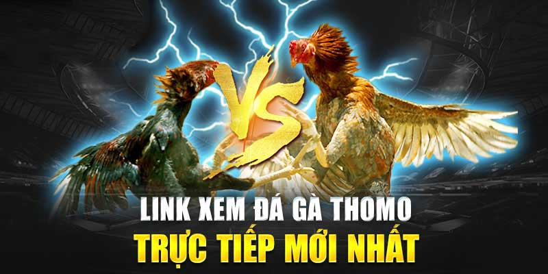 Bj88 tổng hợp link xem đá gà Thomo chất lượng