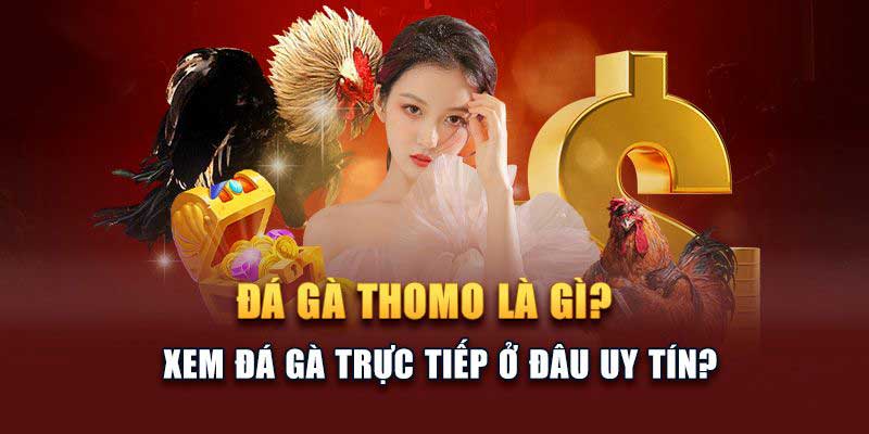 Bj88 giới thiệu vài nét về đá gà Thomo