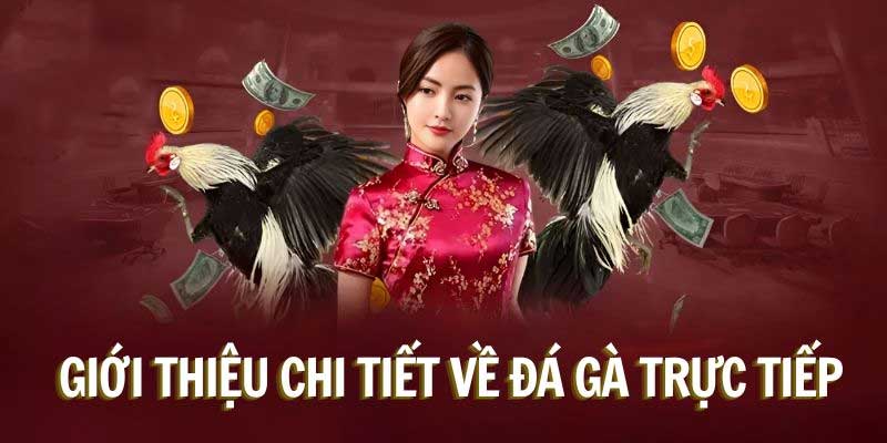 Tham gia cá cược Đá gà Thomo tại nhà cái Bj88