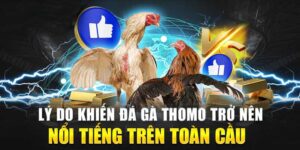 Bj88 tìm hiểu đá gà Thomo