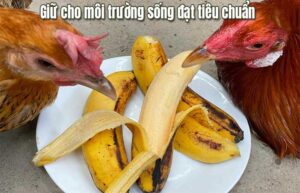 Bj88 sử dụng chuối cho gà đá